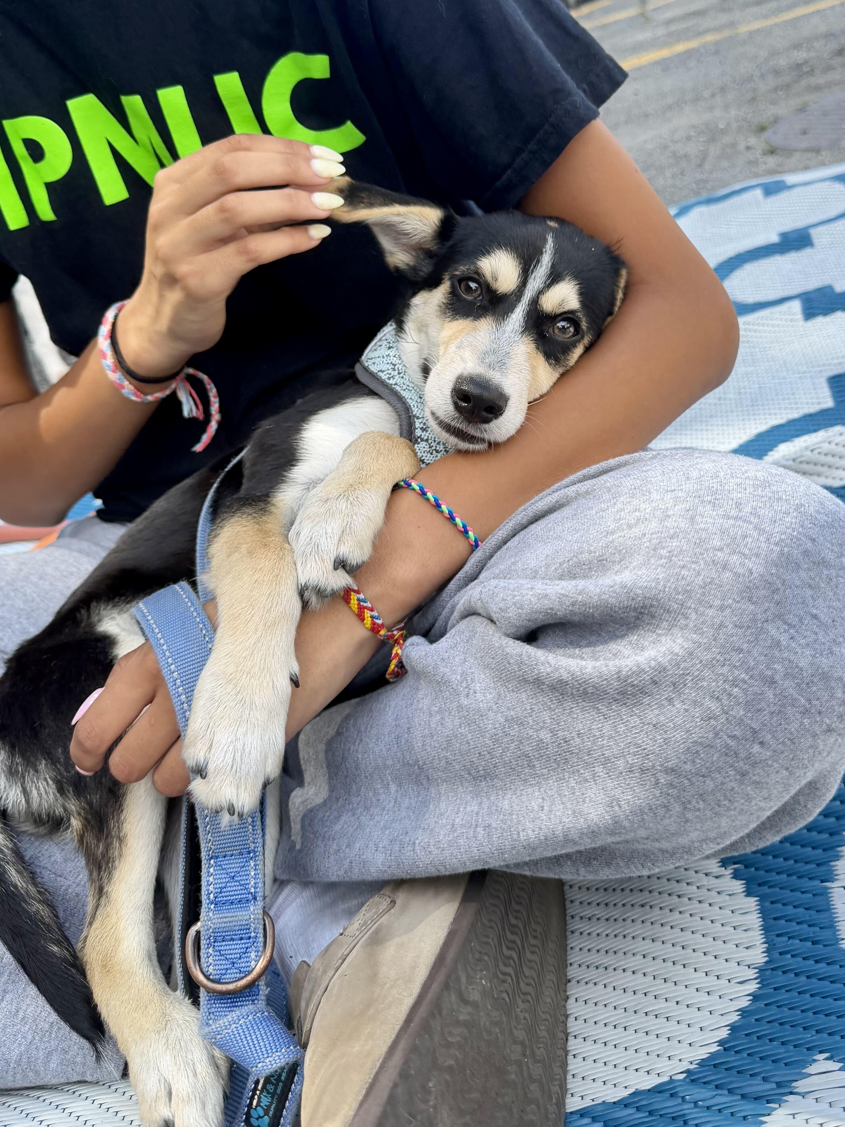 Porsche, a ADOPTABLE mixed breed in Uxbridge, MA image 2/3