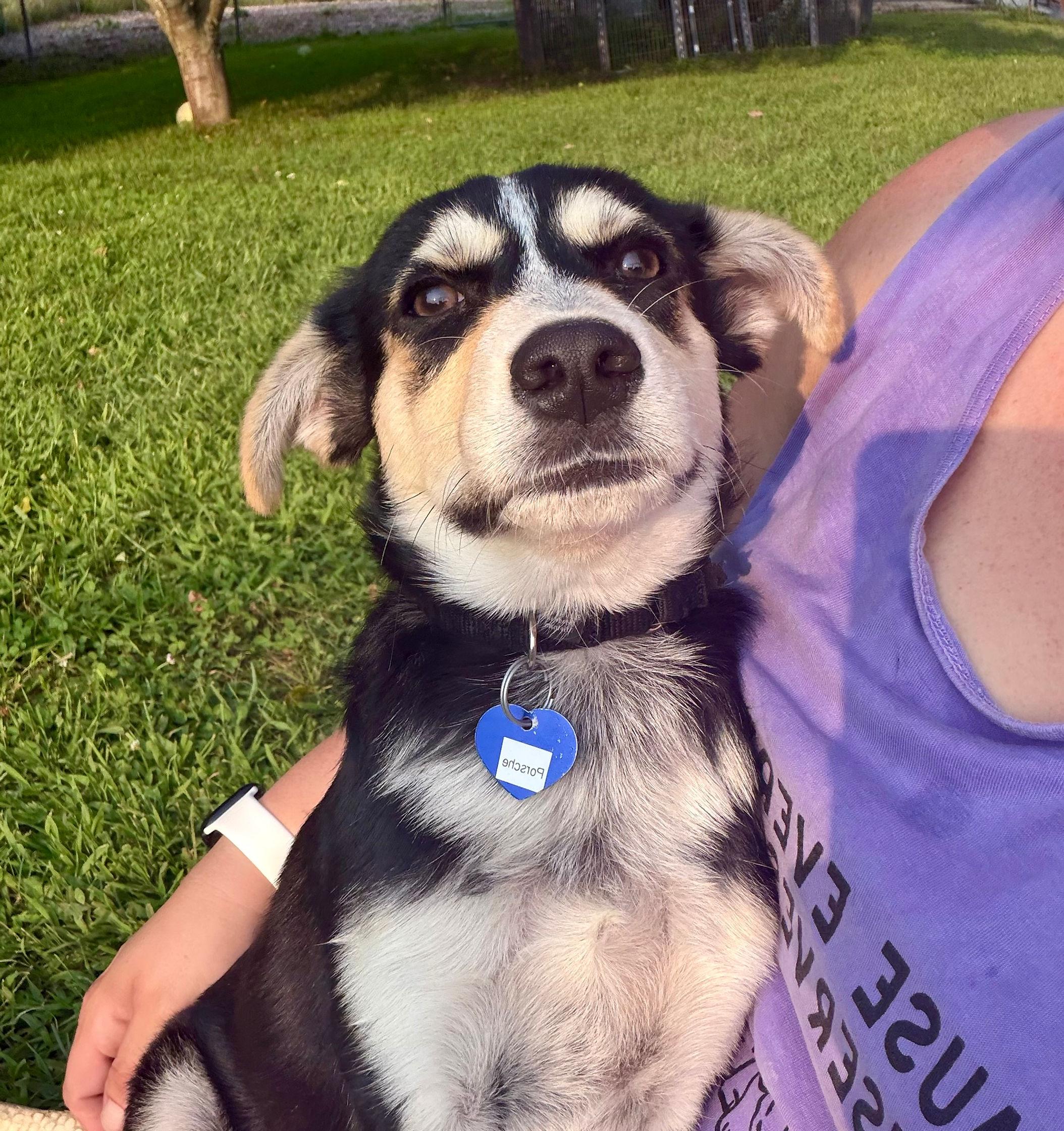 Porsche, ADOPTABLE, Puppy Male Australian Cattle Dog / Blue Heeler.