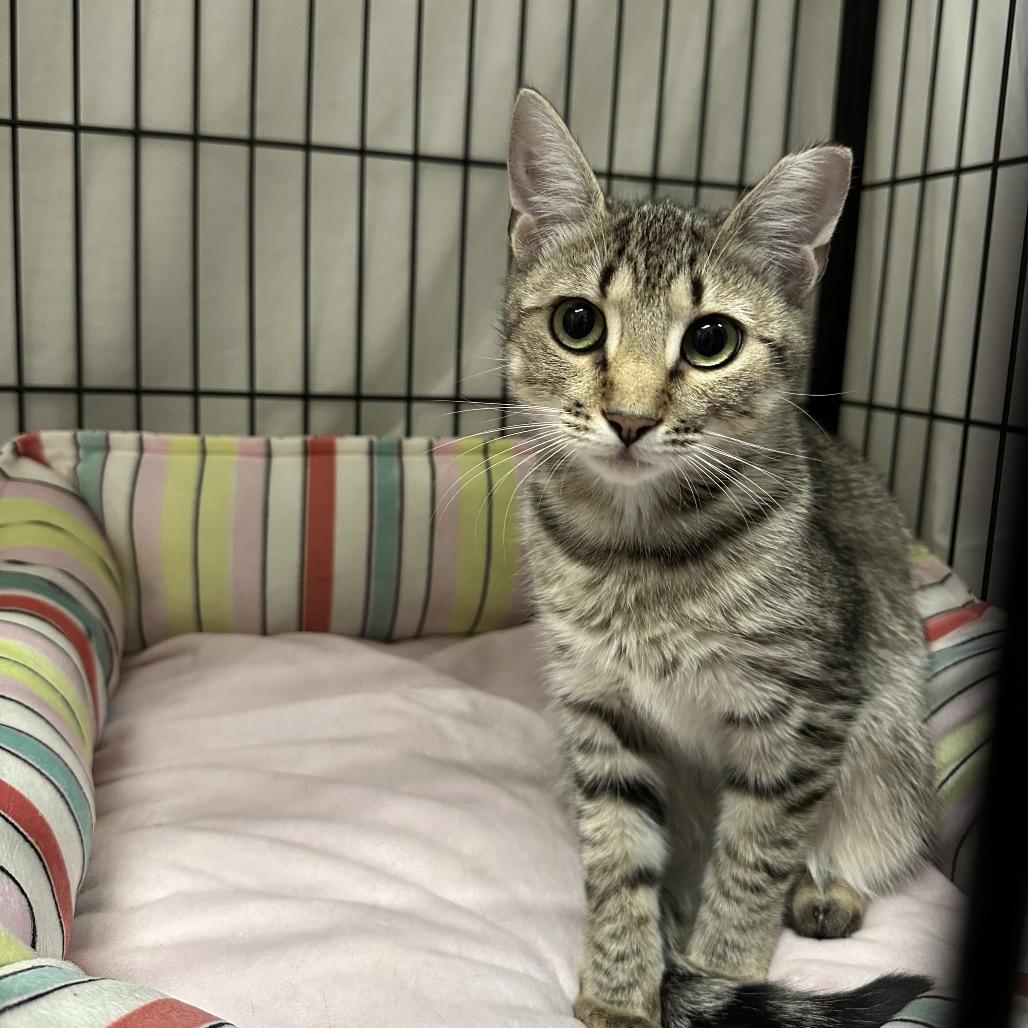 Enlarge Gretel (and Hansel), a Adoptable Domestic Short Hair in Mount Laurel, NJ image 1/4