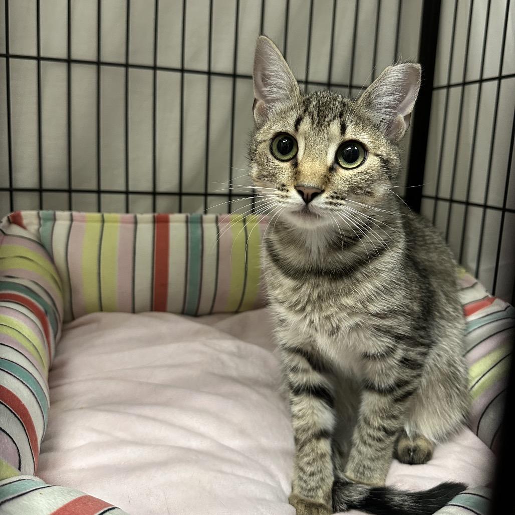 Enlarge Gretel (and Hansel), a Adoptable Domestic Short Hair in Mount Laurel, NJ image 2/4