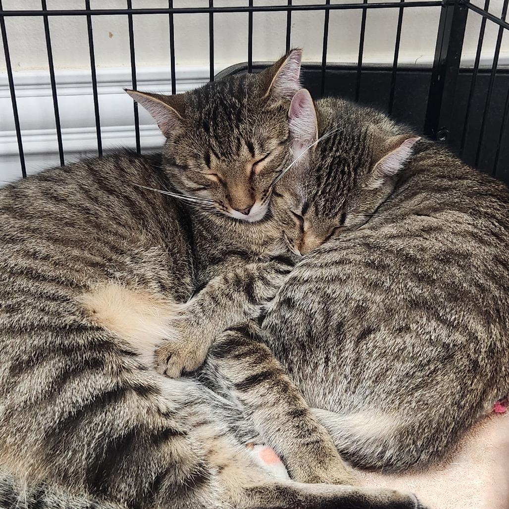 Enlarge Gretel (and Hansel), a Adoptable Domestic Short Hair in Mount Laurel, NJ image 3/4