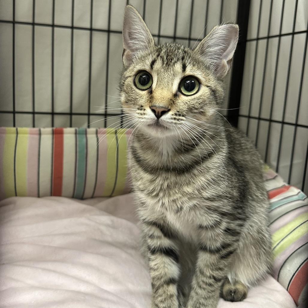 Enlarge Gretel (and Hansel), a Adoptable Domestic Short Hair in Mount Laurel, NJ image 4/4