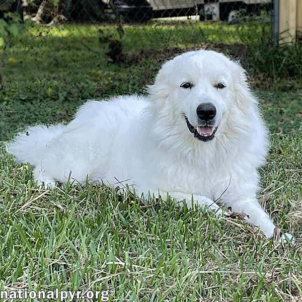 Enlarge Frosty in LA - Adores Belly Rubs!, an adoptable Great Pyrenees in Lafayette, LA image 1/4
