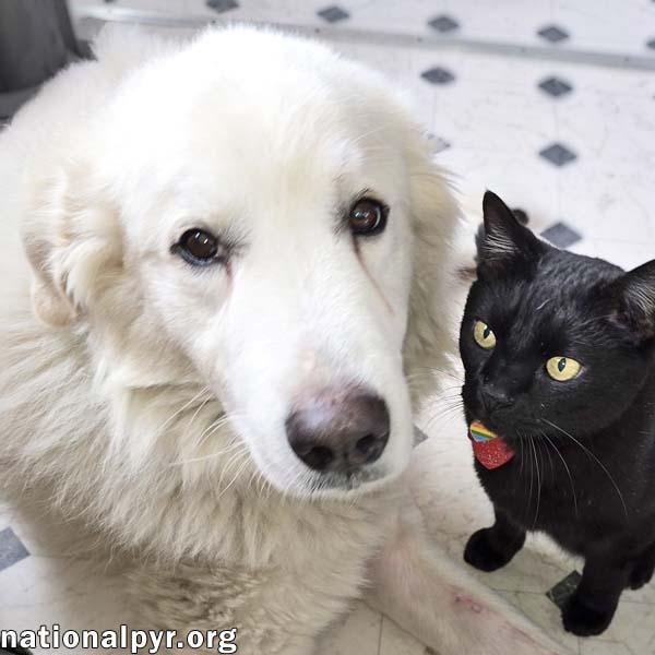 Enlarge Frosty in LA - Adores Belly Rubs!, an adoptable Great Pyrenees in Lafayette, LA image 2/4