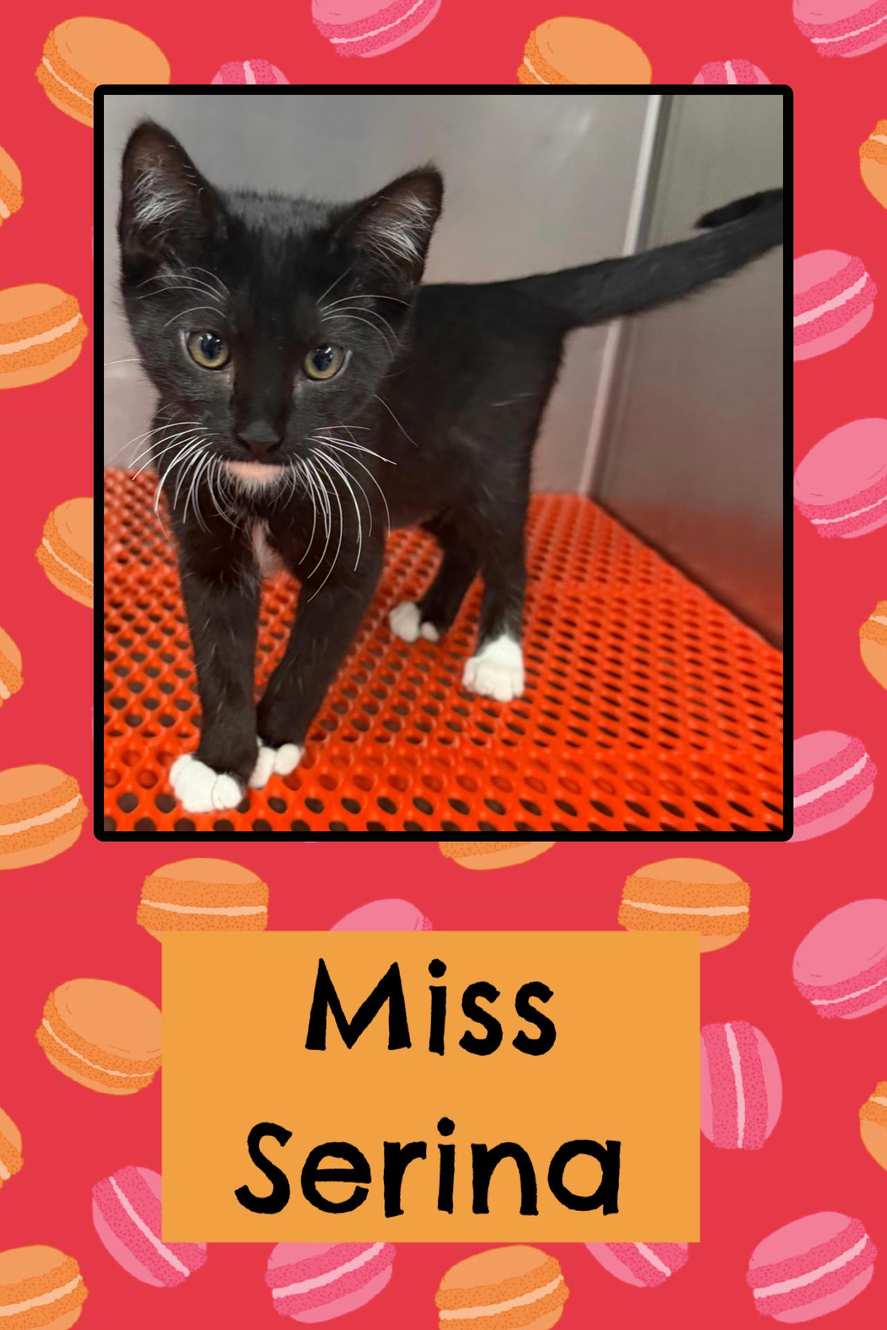 Enlarge Serina, a Adopted Domestic Short Hair in Kearney, NE image 1/1