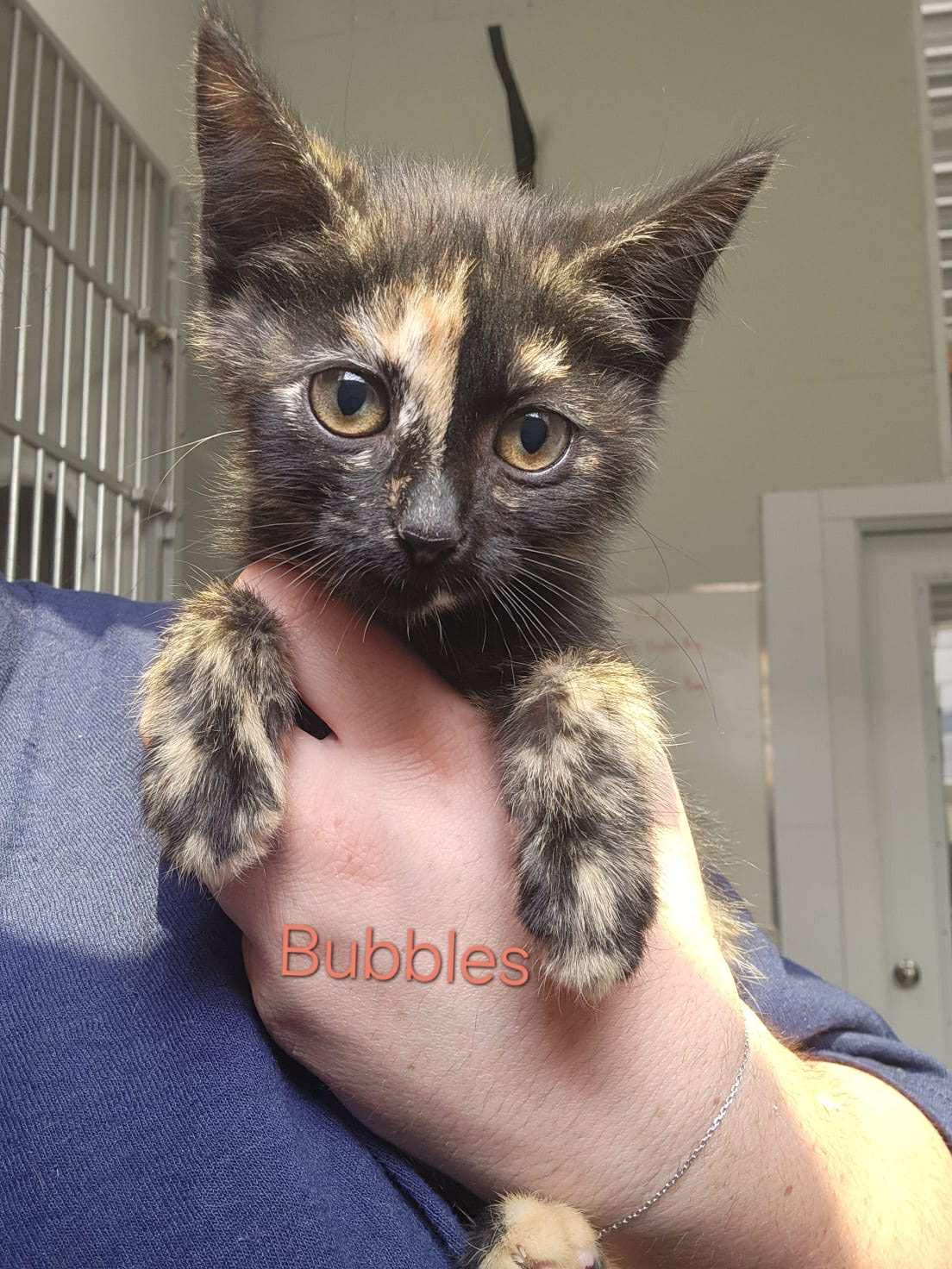 Bubbles, Adoptable, Kitten Female Tortoiseshell.