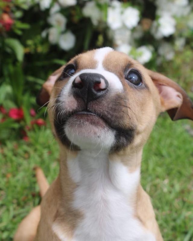 Tiger, Adoptable, Puppy Male Terrier.