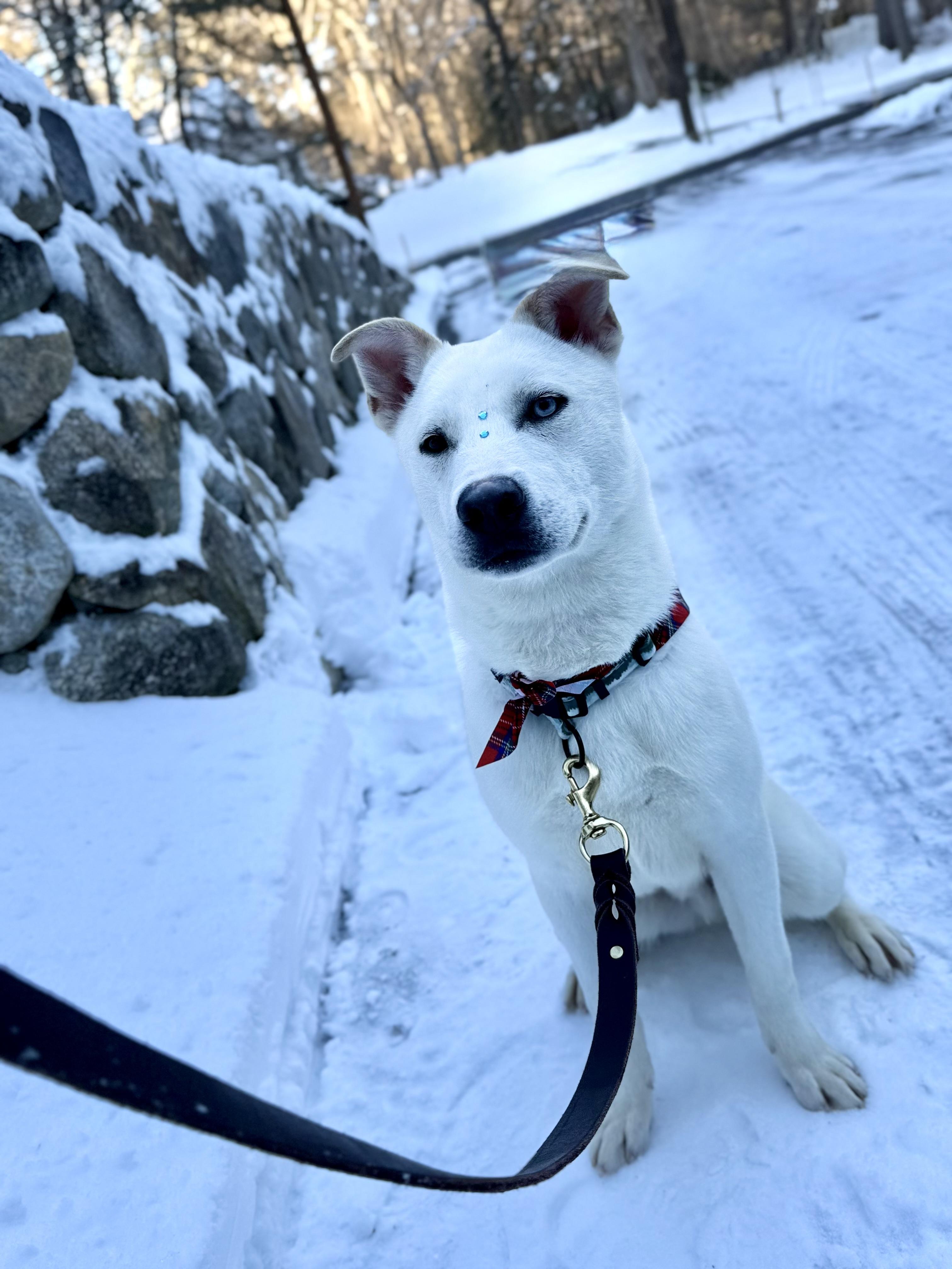 Prince, Adoptable, Young Male Siberian Husky.