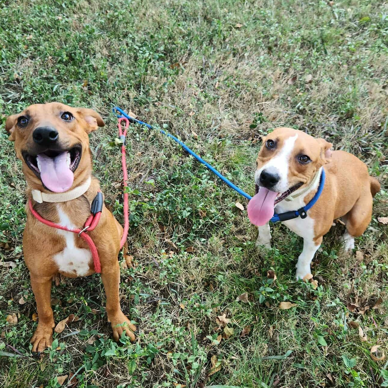 KARMA > Bleeding Heart Society — thumbnail 4