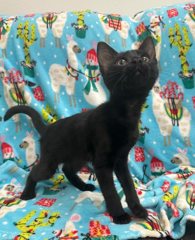 Joe, a Adoptable mixed breed in Newberg, OR image 2/2