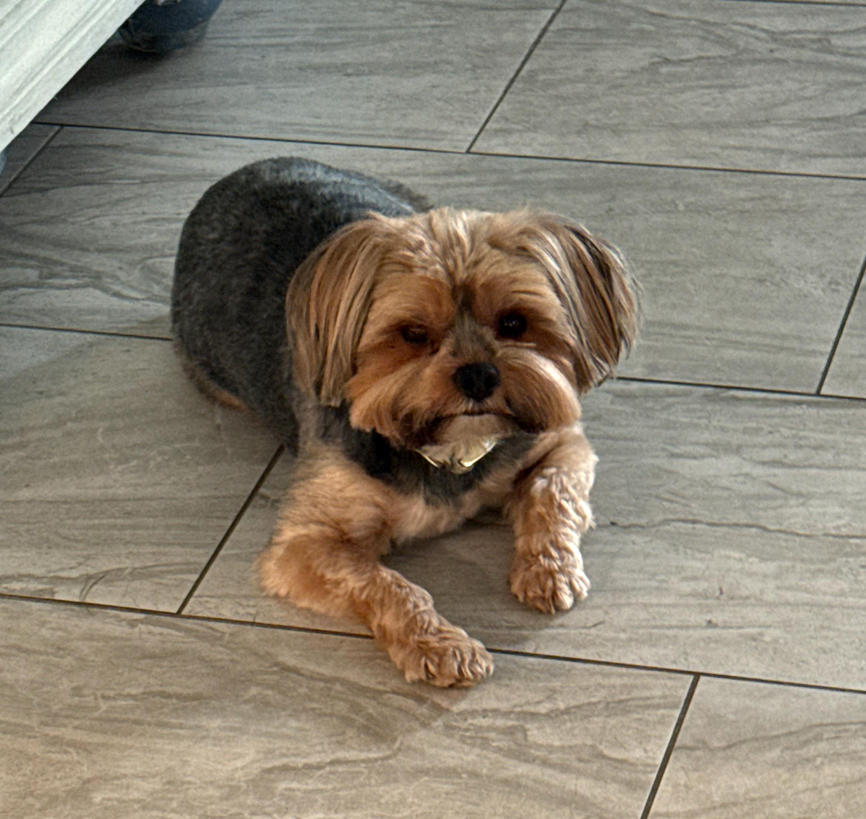 Lilly, adopted, Adult Female Silky Terrier.