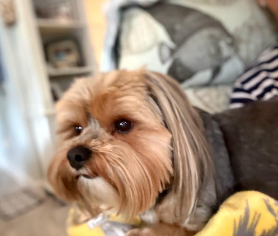Lilly, an adopted Silky Terrier in Mary Esther, FL image 3/3
