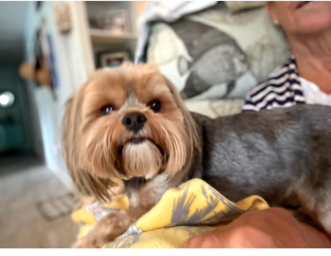 Lilly, an adopted Silky Terrier in Mary Esther, FL image 2/3