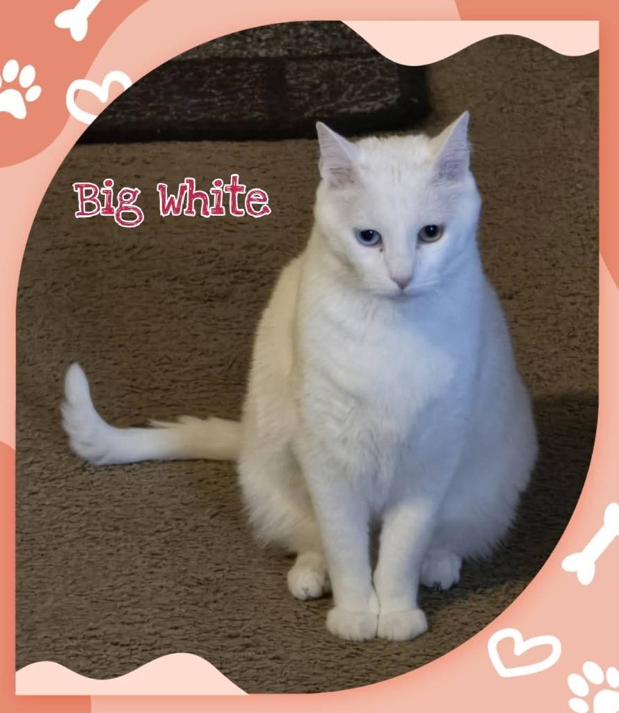 Big White, a Adoptable mixed breed in Miami, OK image 1/4