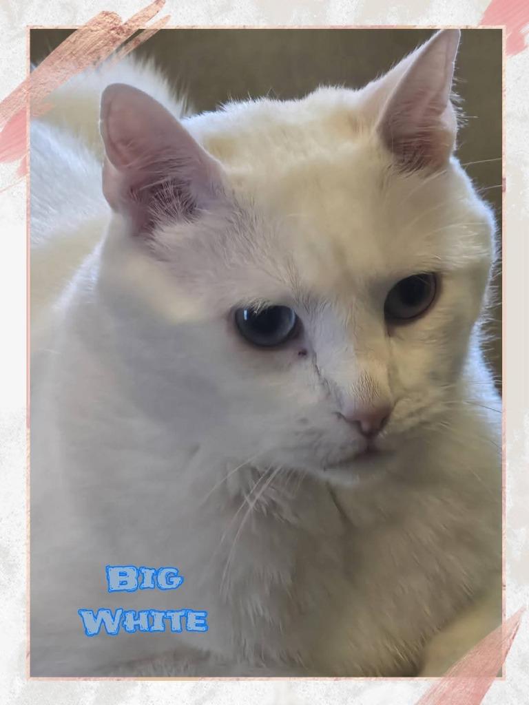 Big White, a Adoptable mixed breed in Miami, OK image 3/4