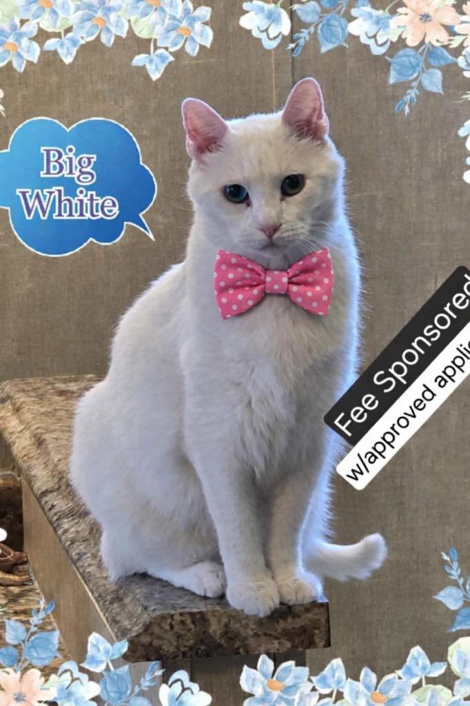 Enlarge Big White, a Adoptable mixed breed in Miami, OK image 4/5