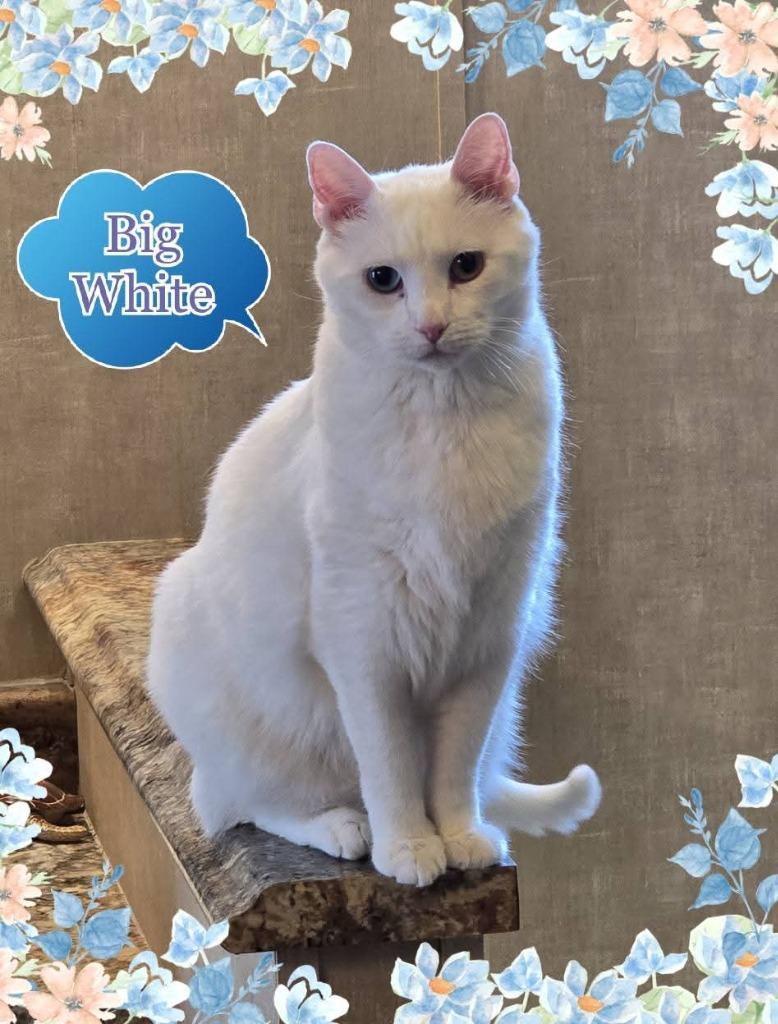 Big White, a Adoptable mixed breed in Miami, OK image 3/4