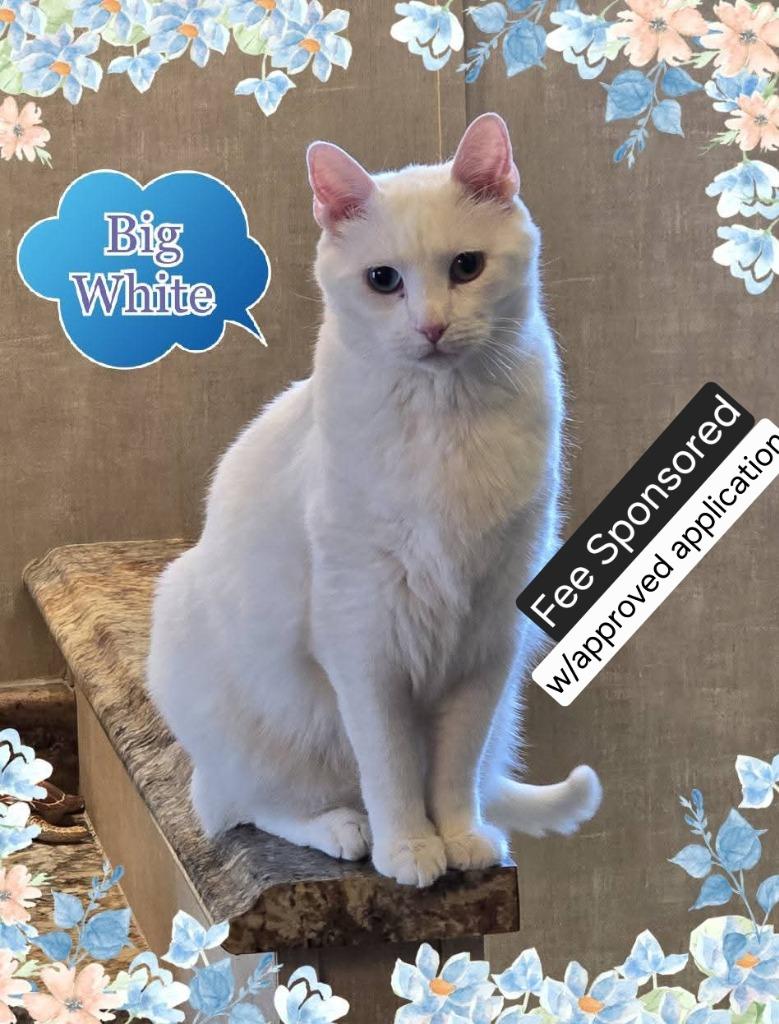 Big White, a Adoptable mixed breed in Miami, OK image 4/4