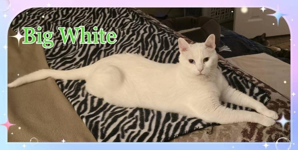 Big White, a Adoptable mixed breed in Miami, OK image 4/4