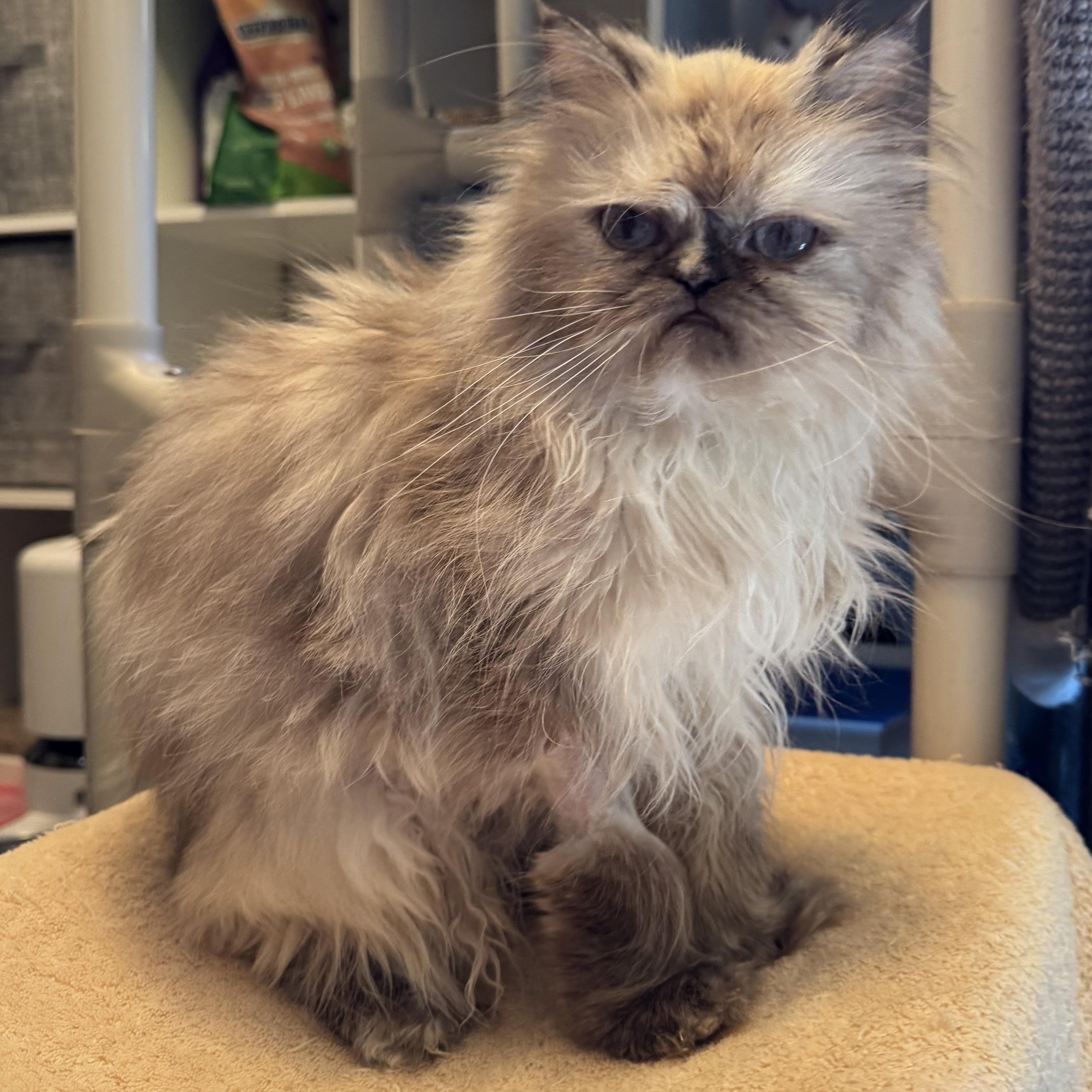 Nickles, an adoptable Himalayan in Ridgefield, CT, 06877 | Photo Image 3