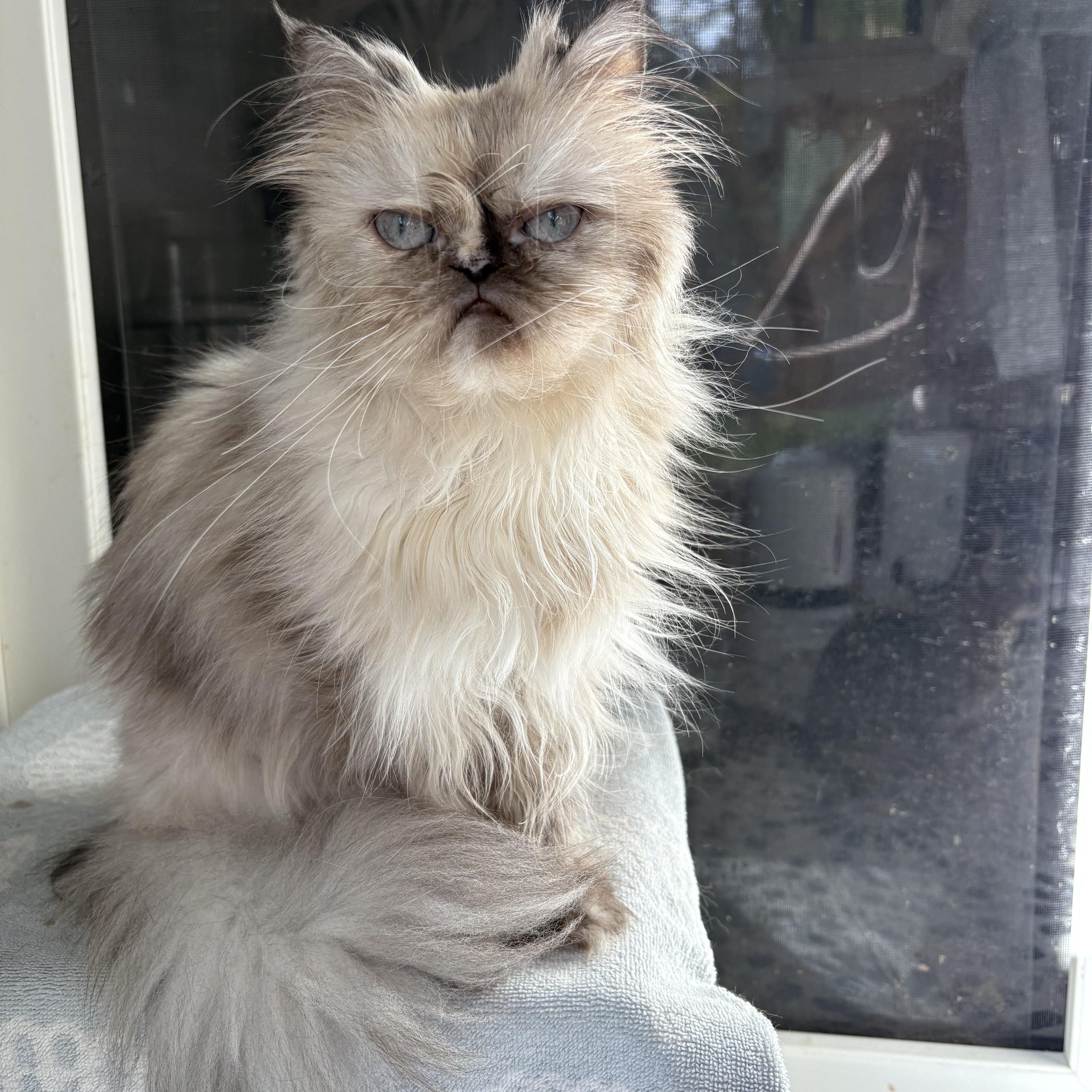 Nickles, an adoptable Himalayan in Ridgefield, CT, 06877 | Photo Image 1