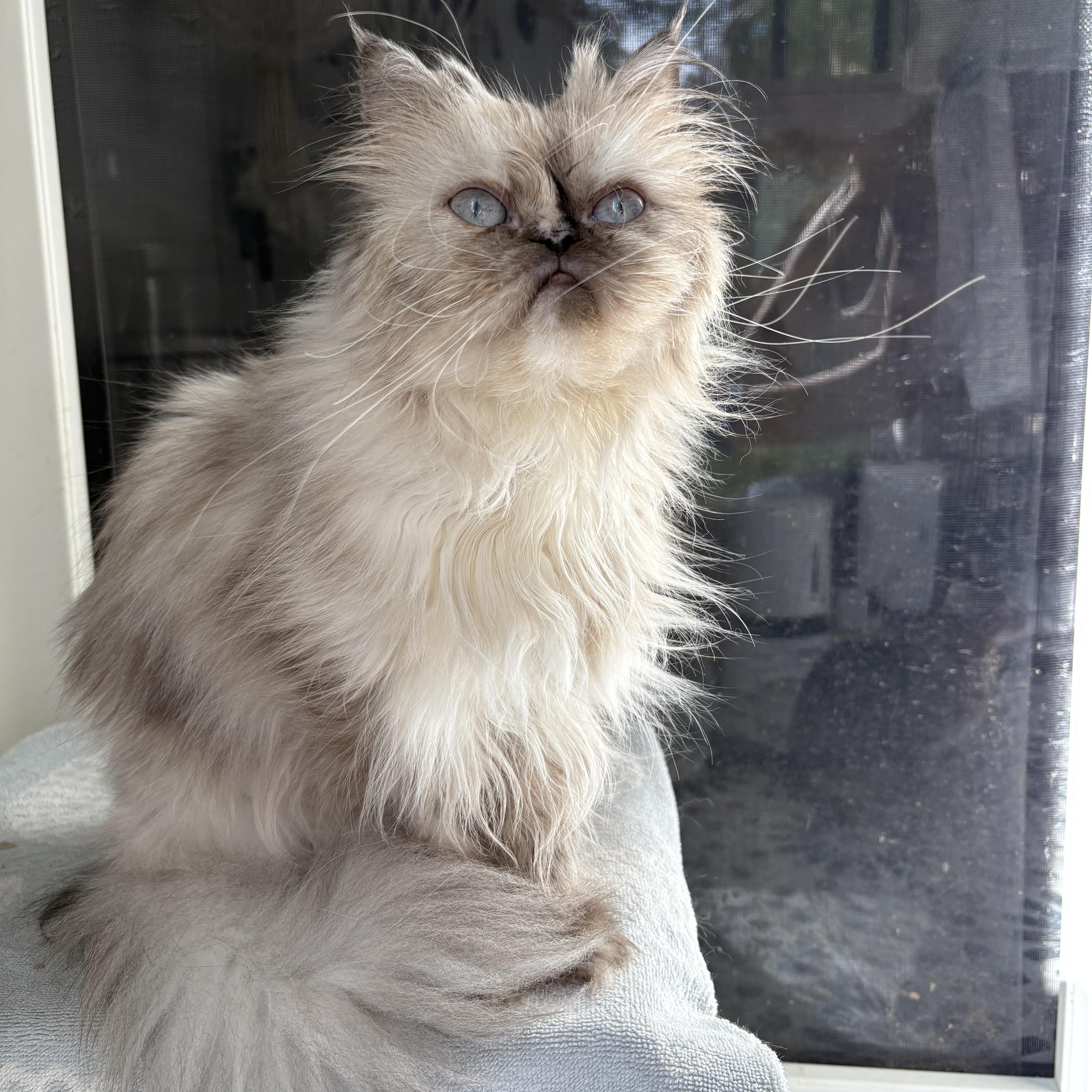 Nickles, an adoptable Himalayan in Ridgefield, CT, 06877 | Photo Image 2