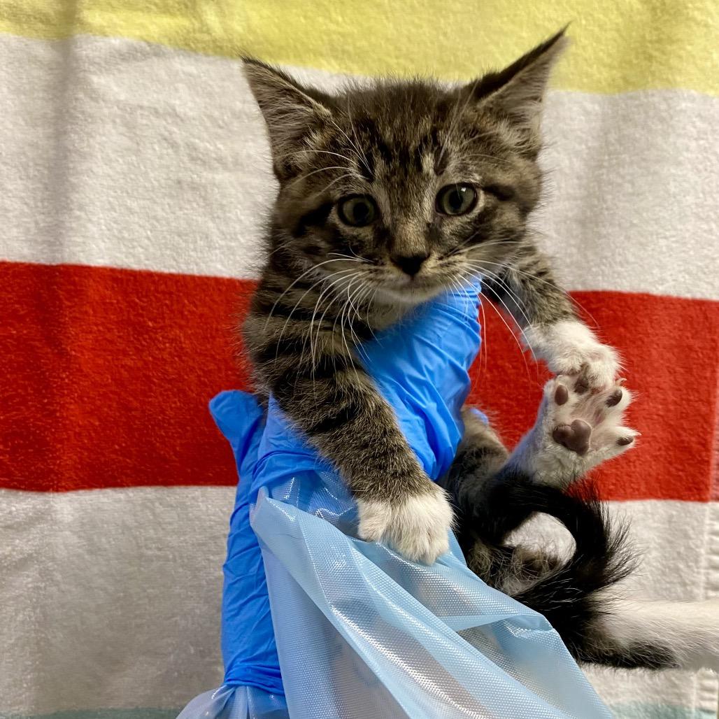 Shiitake Mushroom, Adoptable, Kitten Male Domestic Short Hair.