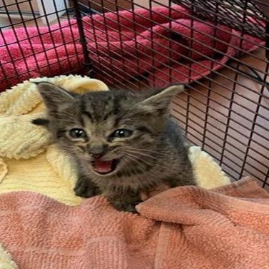 Kam, Adoptable, Kitten Male Domestic Short Hair.
