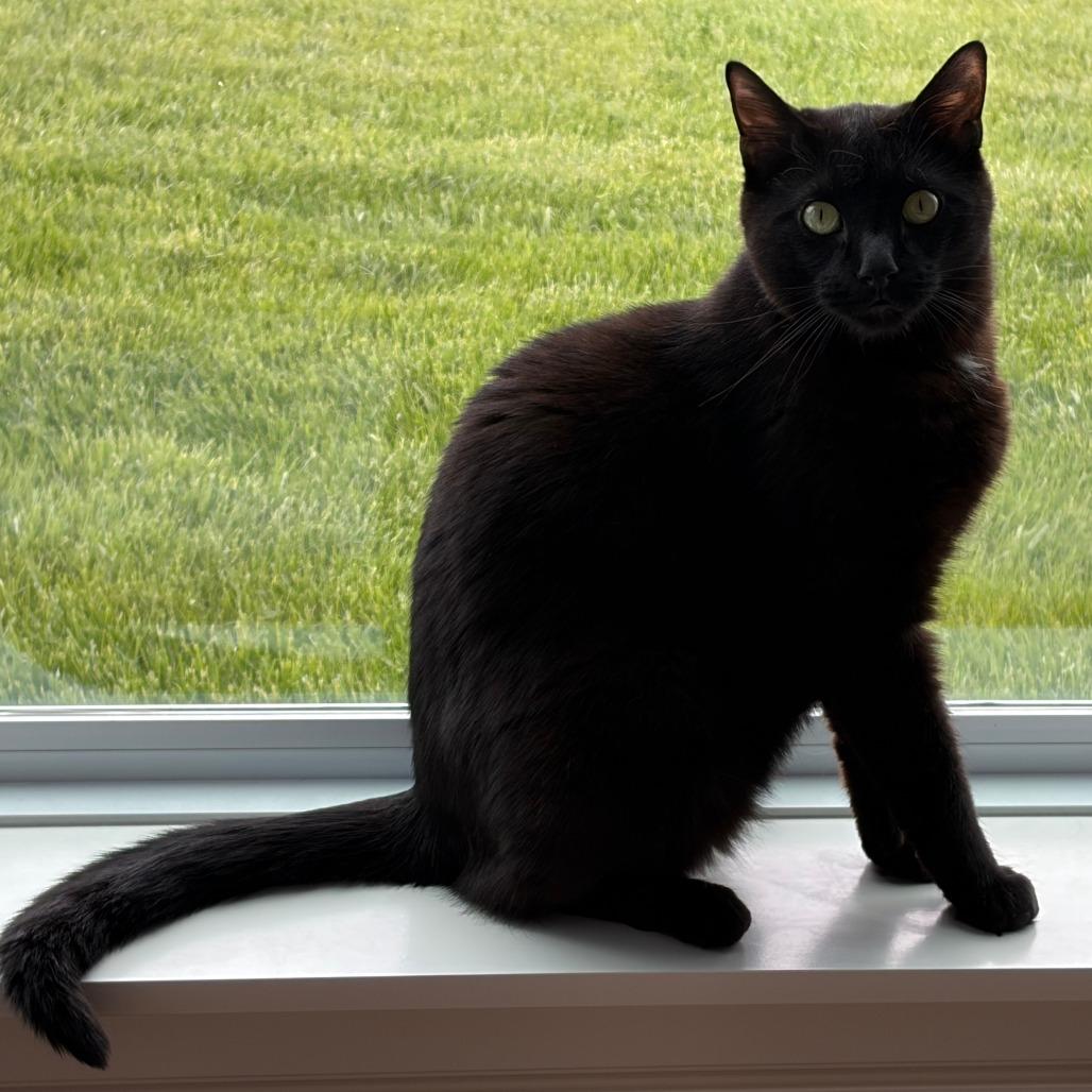 Enlarge Sitka, a Adoptable Domestic Short Hair in Deerfield, IL image 1/5