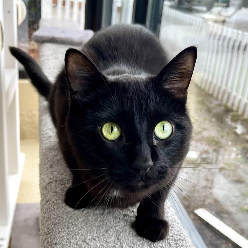 Sitka, Adoptable, Adult Male Domestic Short Hair.