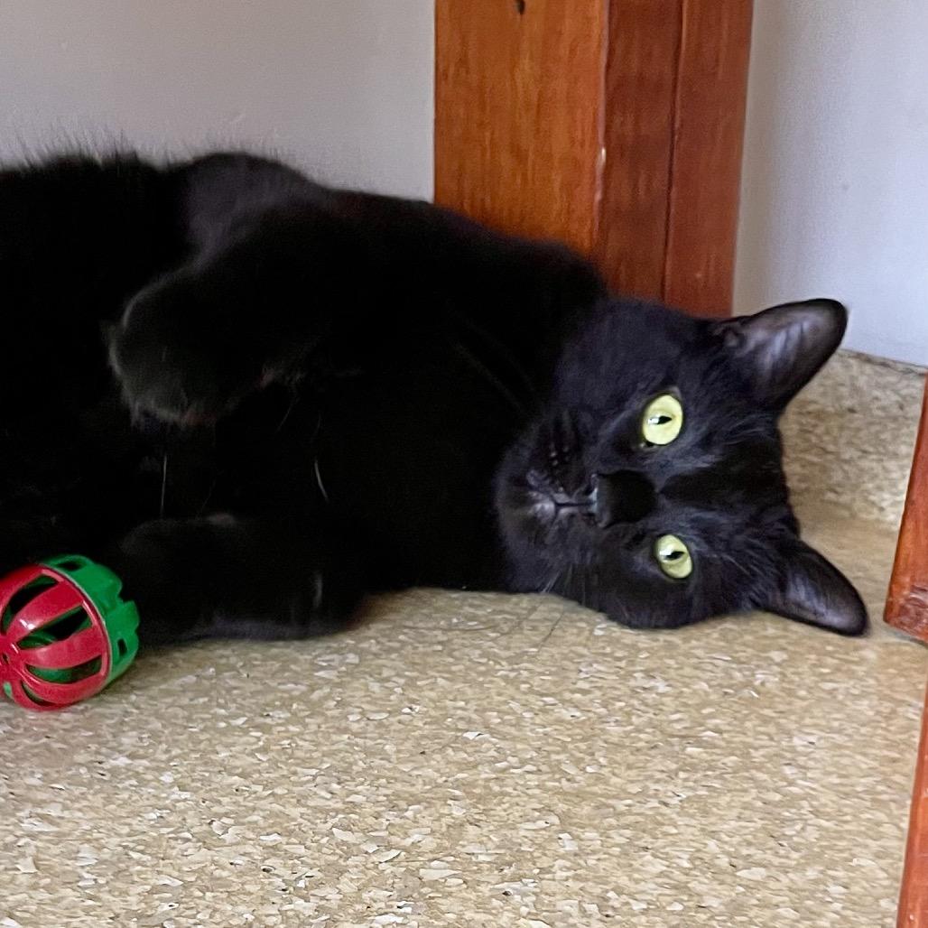 Enlarge Sitka, a Adoptable Domestic Short Hair in Deerfield, IL image 1/4