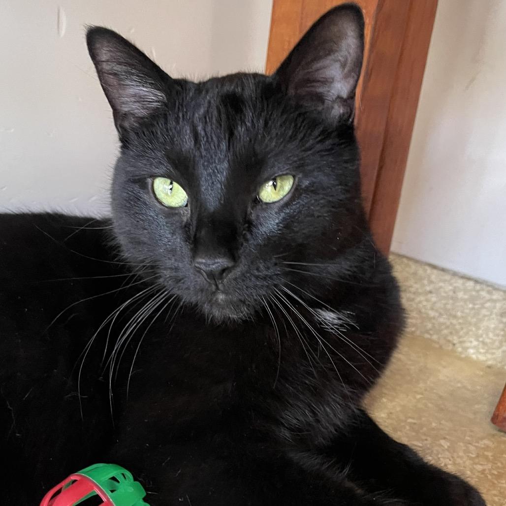 Enlarge Sitka, a Adoptable Domestic Short Hair in Deerfield, IL image 2/4