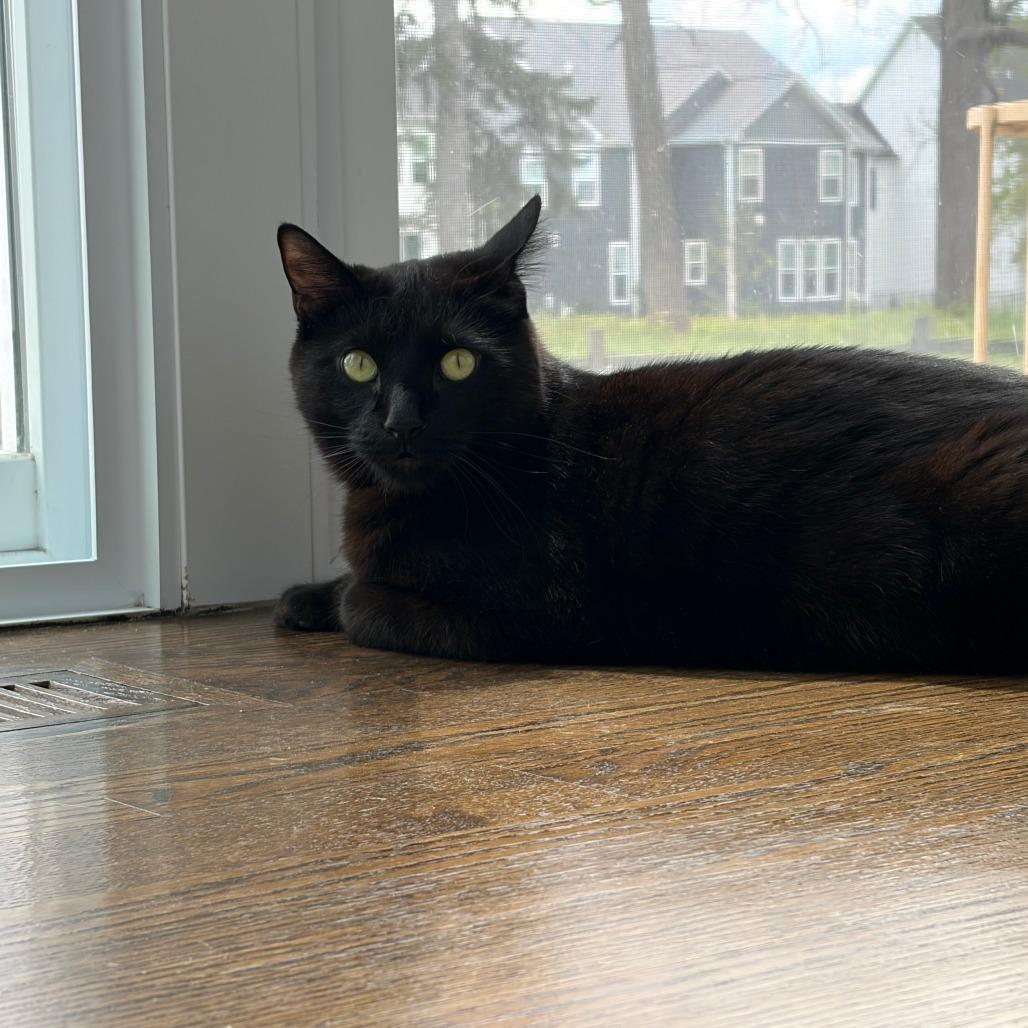 Enlarge Sitka, a Adoptable Domestic Short Hair in Deerfield, IL image 3/5