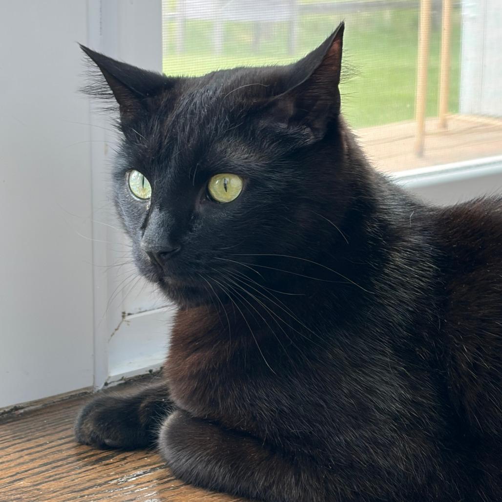 Enlarge Sitka, a Adoptable Domestic Short Hair in Deerfield, IL image 4/5