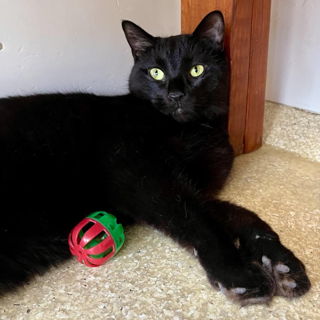 Enlarge Sitka, a Adoptable Domestic Short Hair in Deerfield, IL image 3/4
