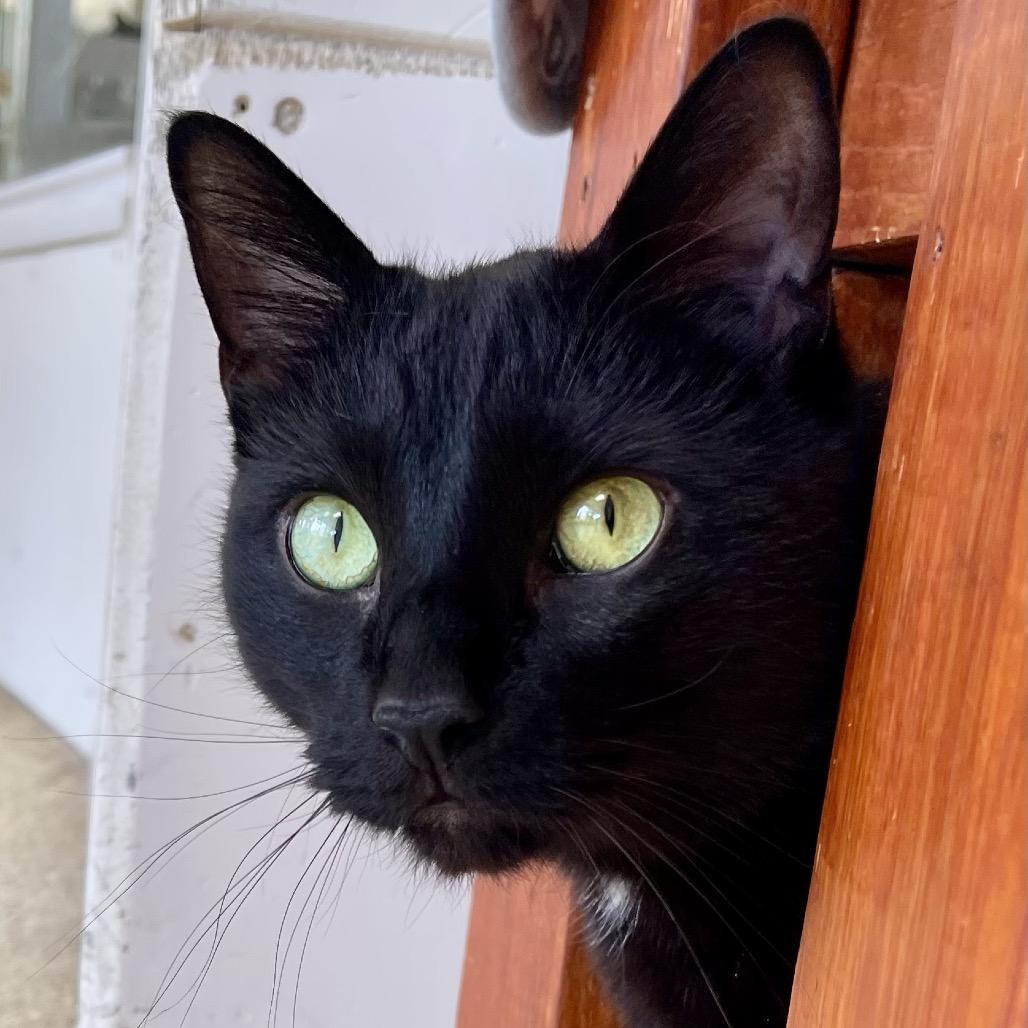 Enlarge Sitka, a Adoptable Domestic Short Hair in Deerfield, IL image 4/4