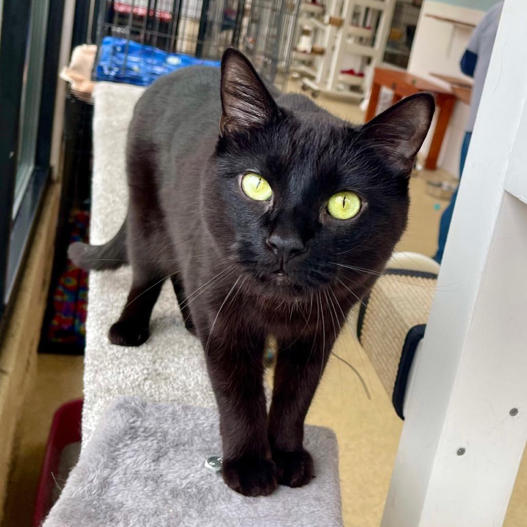 Enlarge Sitka, a Adoptable Domestic Short Hair in Deerfield, IL image 4/5