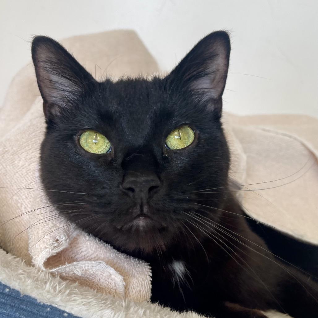 Enlarge Sitka, a Adoptable Domestic Short Hair in Deerfield, IL image 5/5