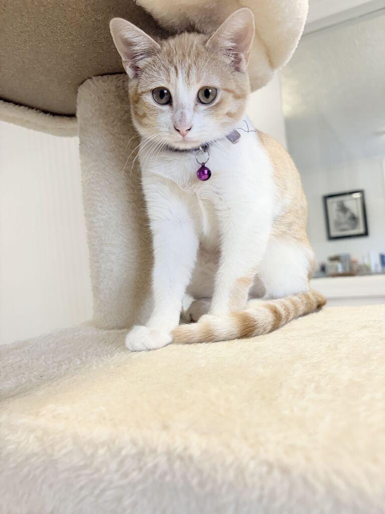 ROCA, Adoptable, Kitten Female Domestic Short Hair.
