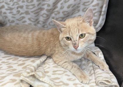 Enlarge 7110 (Buff), a Adoptable Domestic Short Hair in Lake City, MI image 1/1