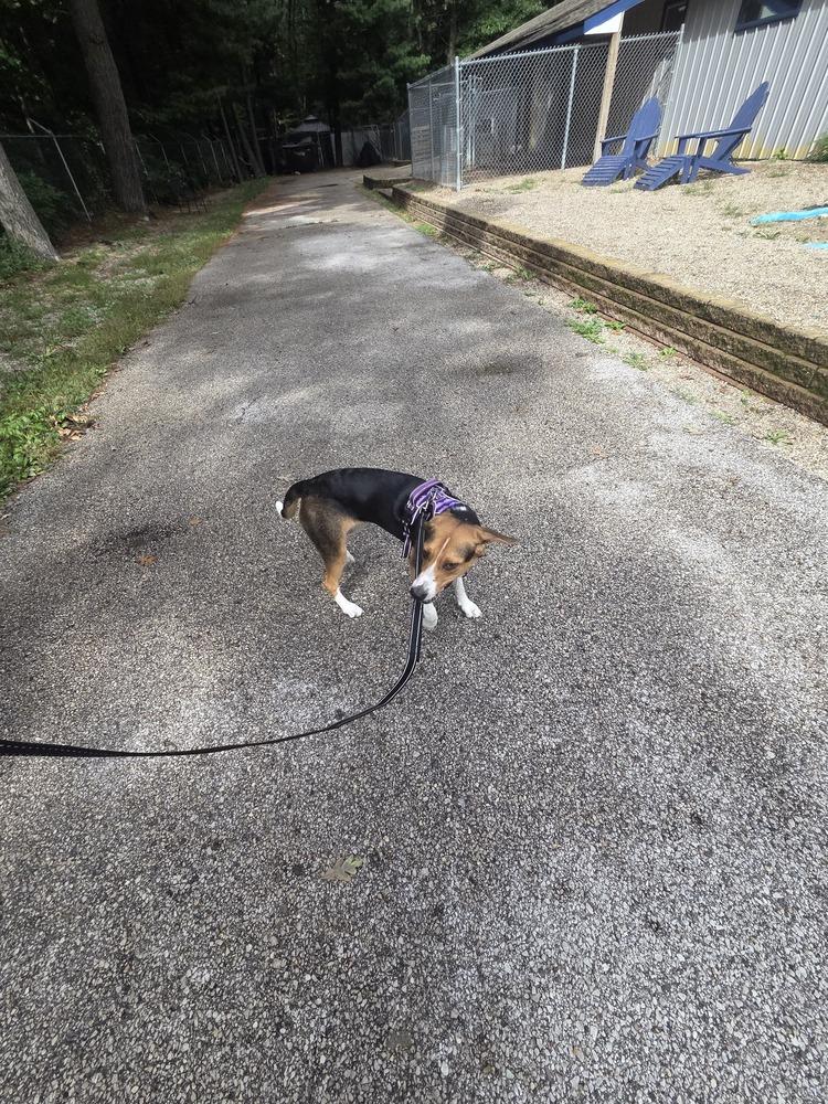 Enlarge Izzie, a Adoptable mixed breed in Muskegon, MI image 1/2