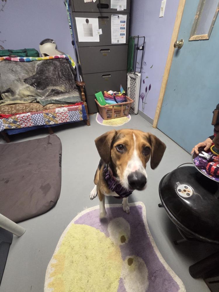 Enlarge Izzie, a Adoptable mixed breed in Muskegon, MI image 2/2