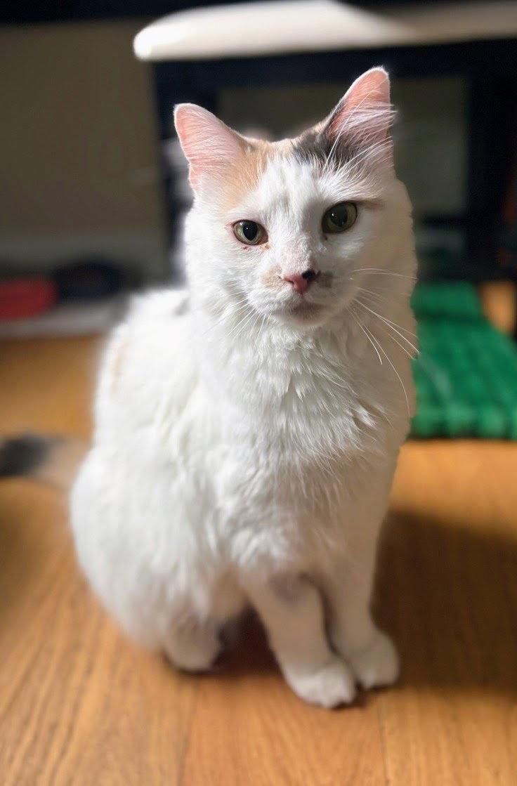 Gertie, Adoptable, Adult Female Domestic Long Hair.