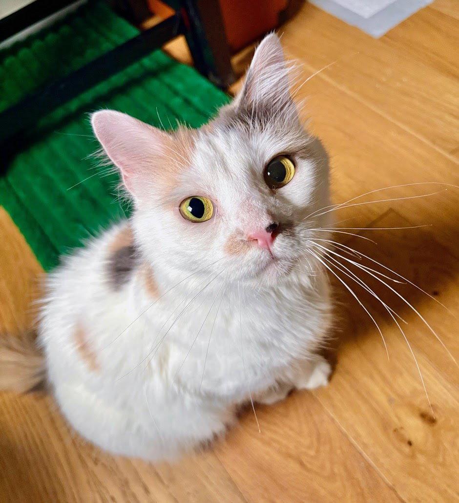 Enlarge Gertie, a Adoptable Domestic Medium Hair in Reston, VA image 2/3