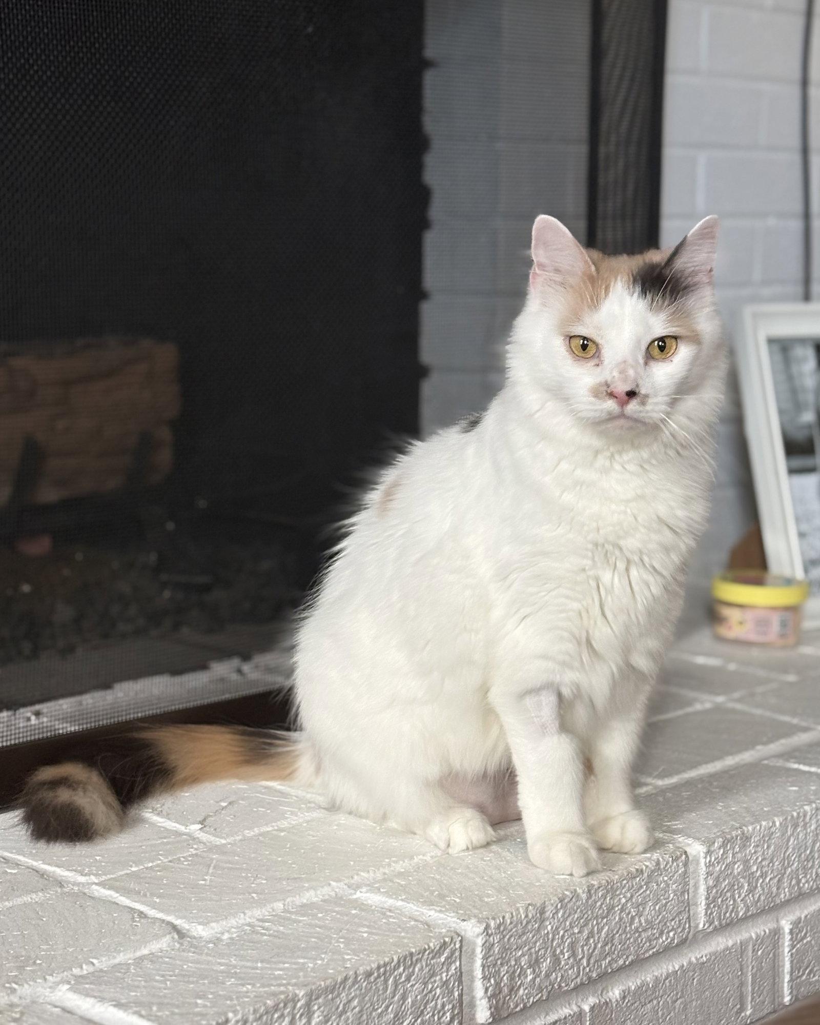 Enlarge Gertie, a Adoptable Domestic Medium Hair in Reston, VA image 3/3