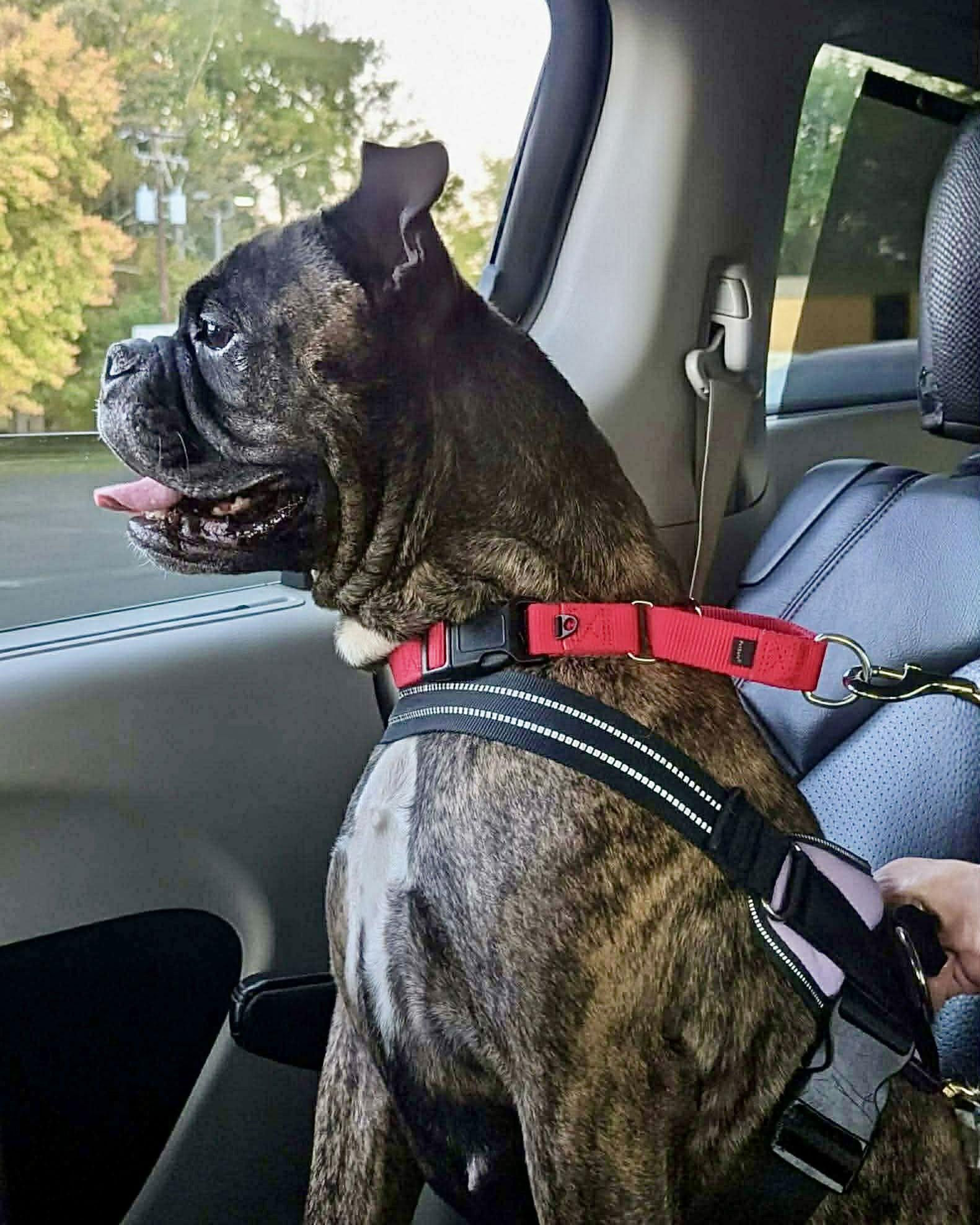 Escargo, Adoptable, Adult Female Boxer.