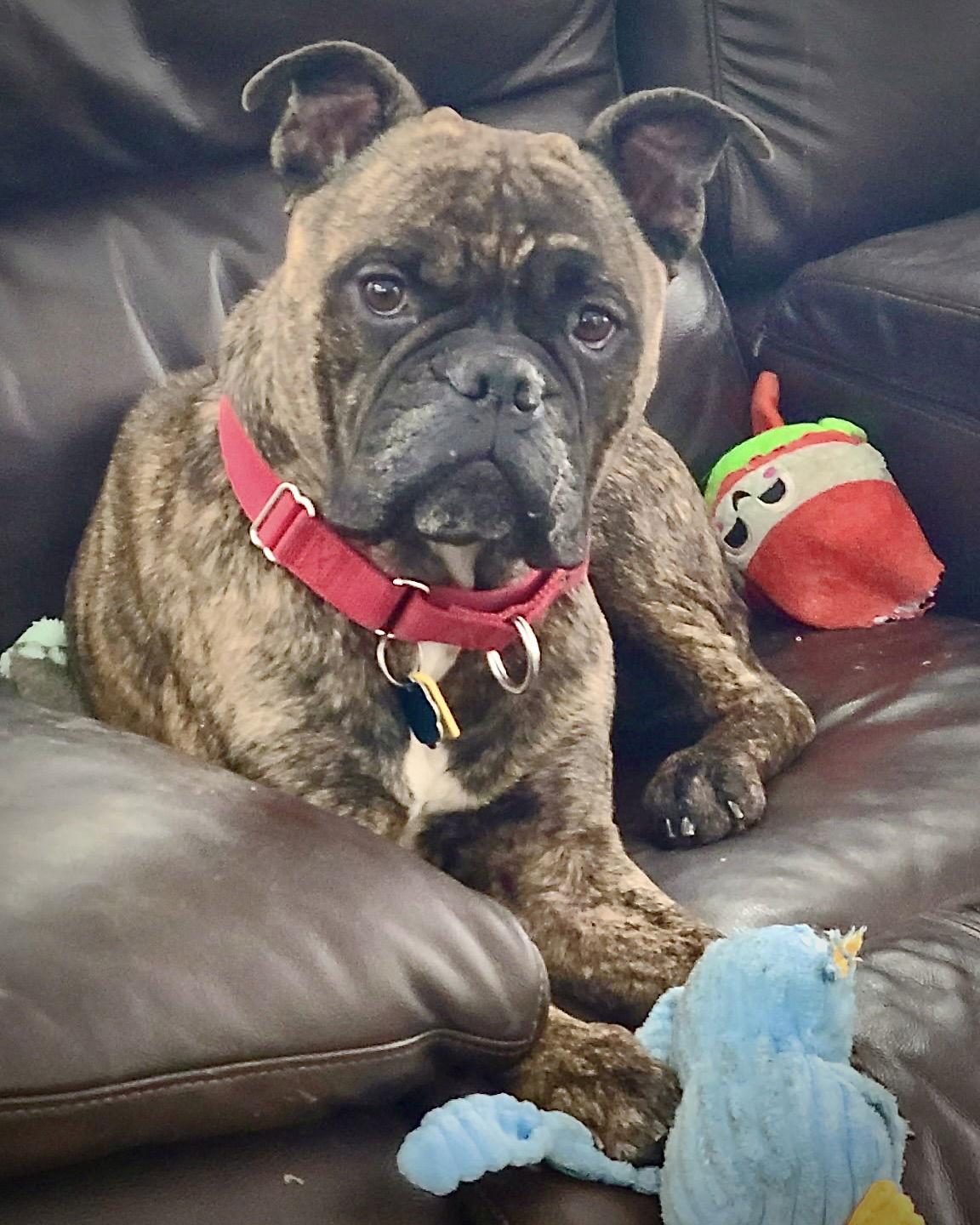 Enlarge Escargo, a Adoptable Boxer in Monticello, NY image 3/3