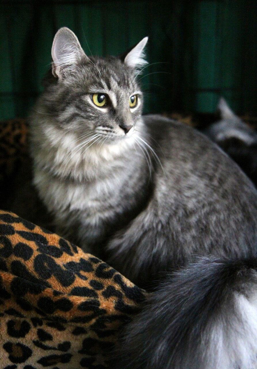 Enlarge Audi, a Adoptable Maine Coon in Newport Beach, CA image 1/3