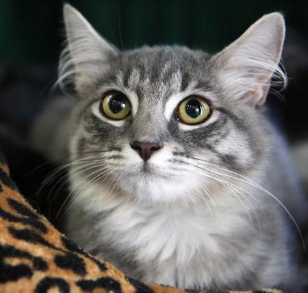 Enlarge Audi, a Adoptable Maine Coon in Newport Beach, CA image 2/3