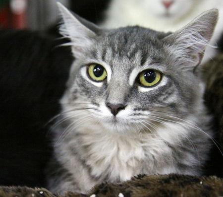 Enlarge Audi, a Adoptable Maine Coon in Newport Beach, CA image 3/3